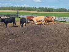 Longhorn Heifers - Photo 2