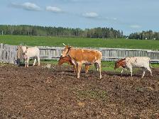 Longhorn Heifers - Photo 3