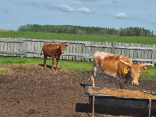 Longhorn Heifers - Photo 4