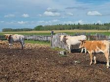 Longhorn Heifers - Photo 5
