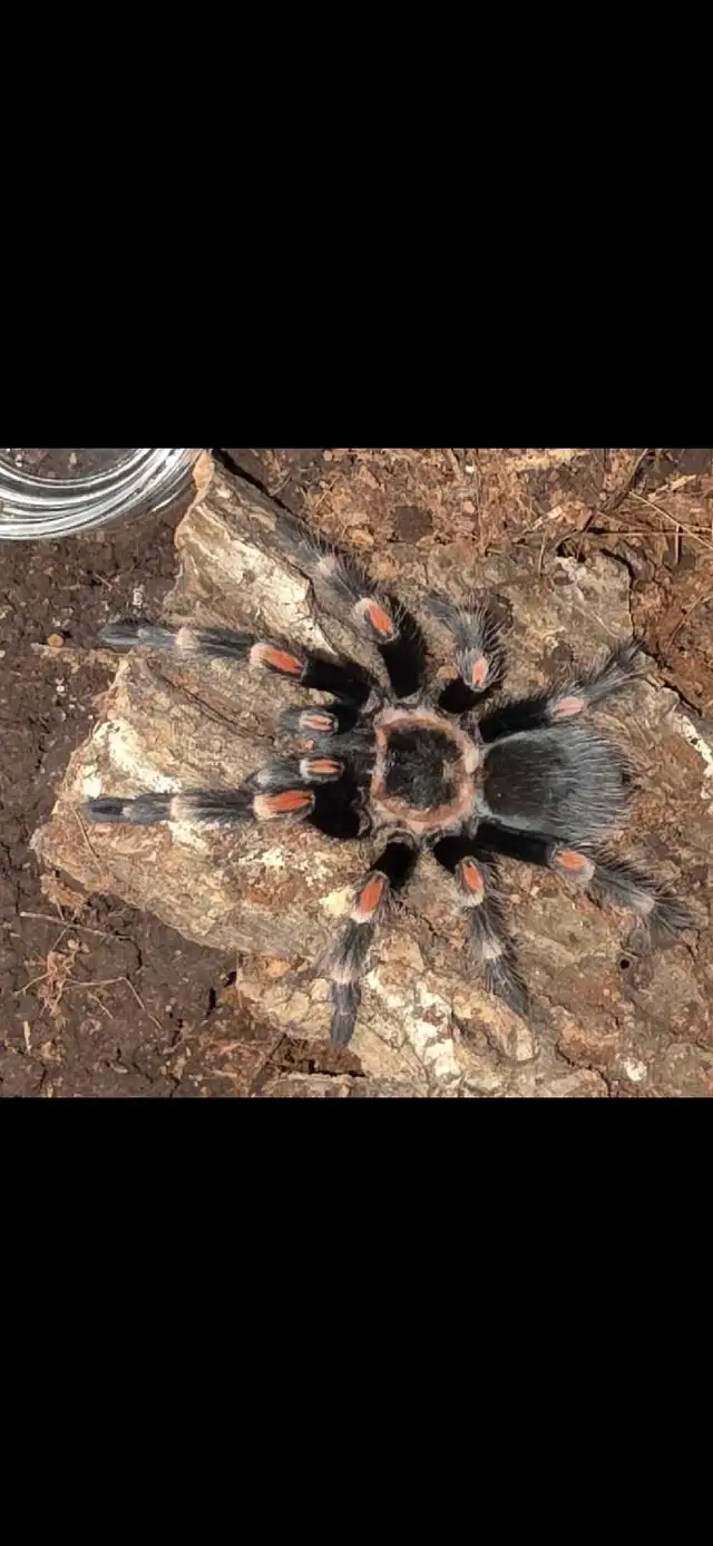 Tarantulas for sale