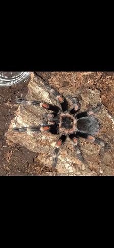 Tarantulas for sale
