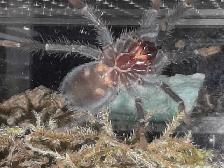 Tarantulas for sale - Photo 2