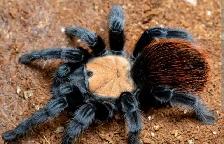 Tarantulas for sale - Photo 3