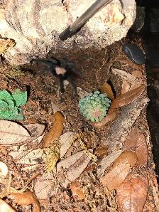 Tarantulas for sale - Photo 4