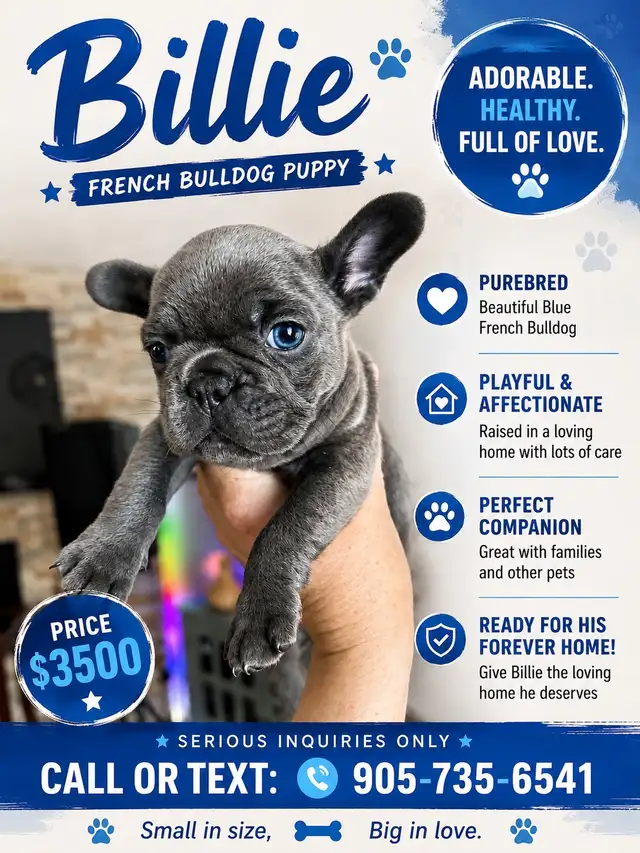 French Bulldog Puppies