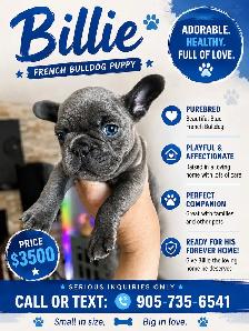 French Bulldog Puppies