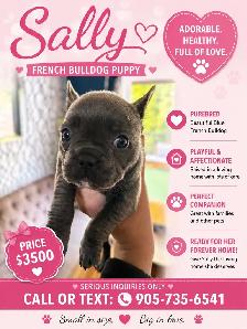 French Bulldog Puppies - Photo 2