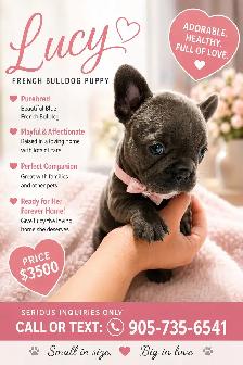 French Bulldog Puppies - Photo 3