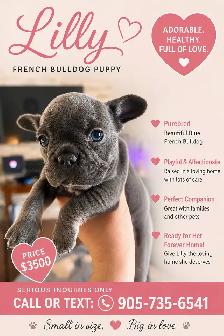 French Bulldog Puppies - Photo 4
