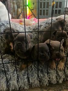 French Bulldog Puppies - Photo 5