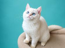 Luxury colorpoint British shorthair kitten with blue eyes - Photo 2