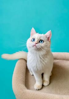Luxury colorpoint British shorthair kitten with blue eyes - Photo 3