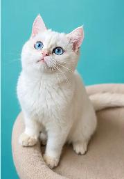 Luxury colorpoint British shorthair kitten with blue eyes - Photo 4