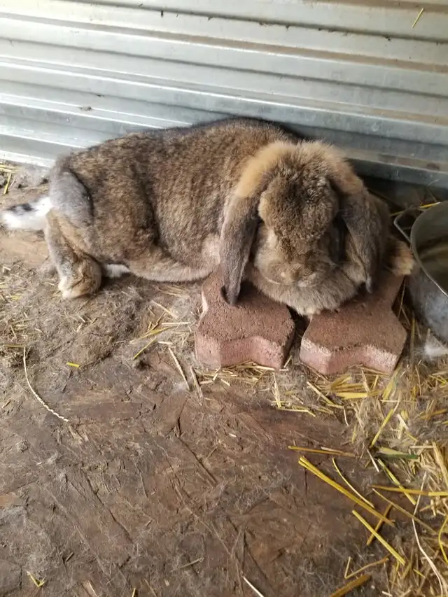 Friendly Female French Lop Rabbits – $25 Each