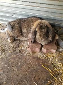 Friendly Female French Lop Rabbits – $25 Each