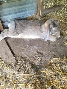 Friendly Female French Lop Rabbits – $25 Each - Photo 2