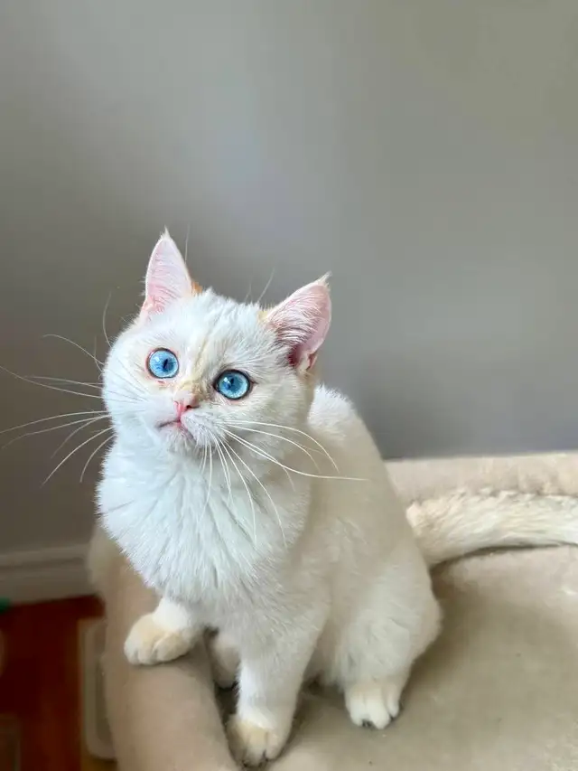 Golden Lilac Colorpoint Kitten with blue eyes/British shorthair