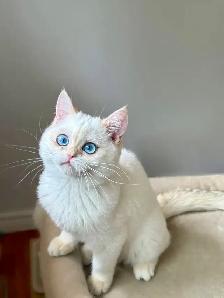 Golden Lilac Colorpoint Kitten with blue eyes/British shorthair