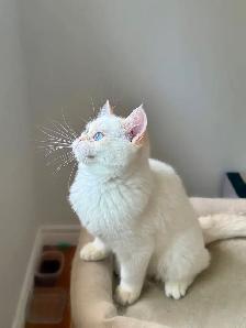 Golden Lilac Colorpoint Kitten with blue eyes/British shorthair - Photo 2