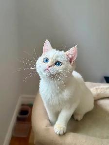 Golden Lilac Colorpoint Kitten with blue eyes/British shorthair - Photo 3