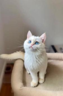 Golden Lilac Colorpoint Kitten with blue eyes/British shorthair - Photo 4