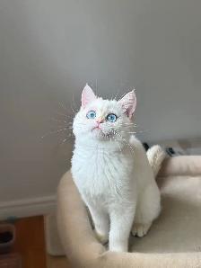 Golden Lilac Colorpoint Kitten with blue eyes/British shorthair - Photo 5