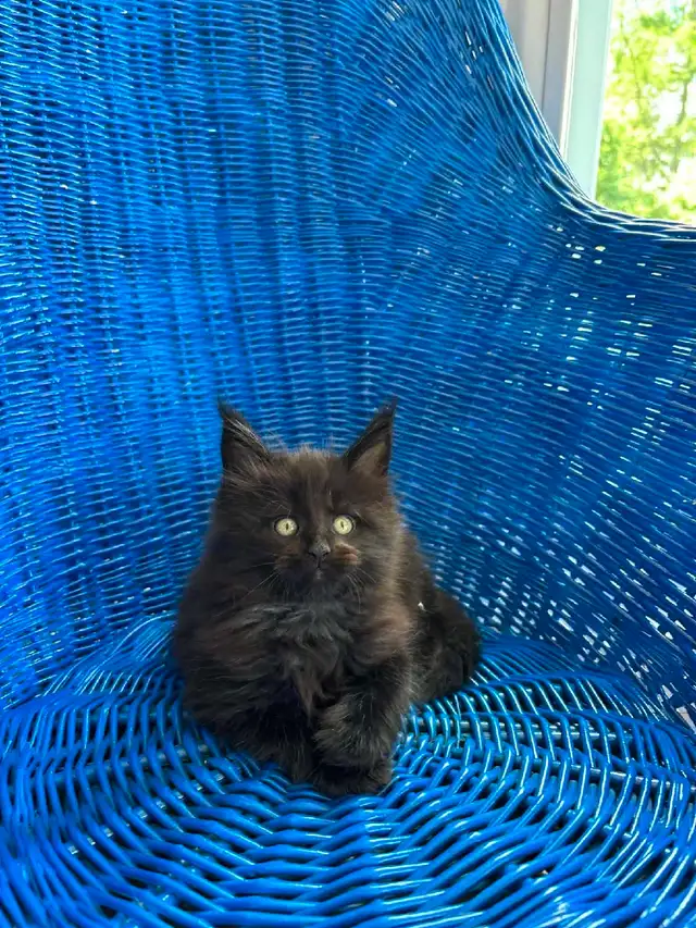 4 bébé Main coon