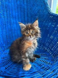 4 bébé Main coon - Photo 2