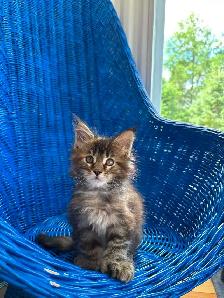 4 bébé Main coon - Photo 3