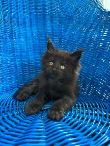 4 bébé Main coon - Photo 4