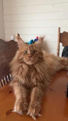 4 bébé Main coon - Photo 5