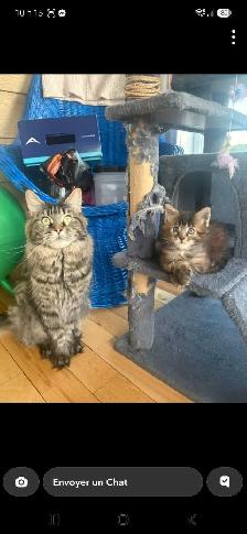 4 bébé Main coon - Photo 6