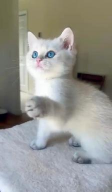 Golden Colorpoint British shorthair male Sweet Family Companion - Photo 2