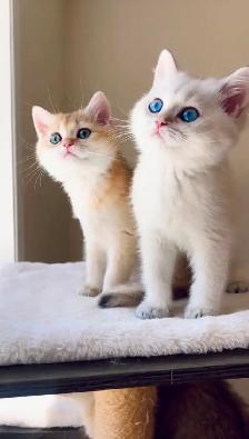 Golden Colorpoint British shorthair male Sweet Family Companion - Photo 5
