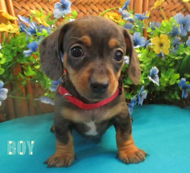 'Dachshund X  Puppies' 'Adorable Boys'
