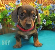 'Dachshund X  Puppies' 'Adorable Boys'