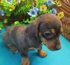 'Dachshund X  Puppies' 'Adorable Boys' - Photo 2