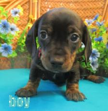 'Dachshund X  Puppies' 'Adorable Boys' - Photo 3