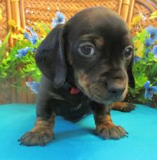 'Dachshund X  Puppies' 'Adorable Boys' - Photo 4