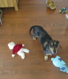 'Dachshund X  Puppies' 'Adorable Boys' - Photo 5