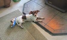 'Dachshund X  Puppies' 'Adorable Boys' - Photo 6