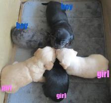 'Dachshund X  Puppies' 'Adorable Boys' - Photo 7
