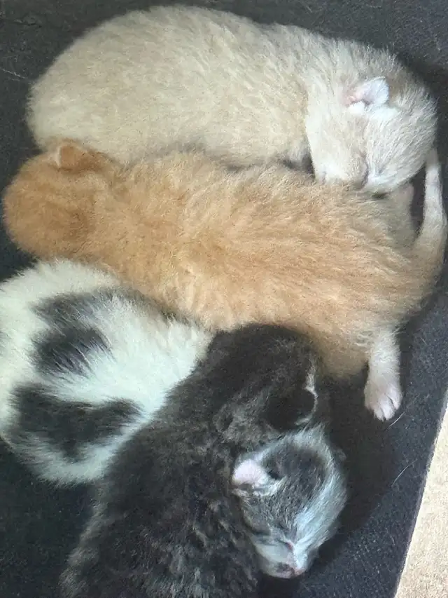4 kitties will be ready to home in 7 weeks