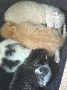 4 kitties will be ready to home in 7 weeks