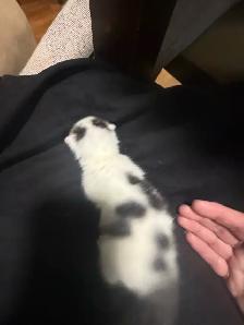 4 kitties will be ready to home in 7 weeks - Photo 2