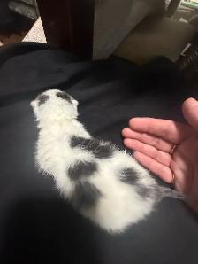 4 kitties will be ready to home in 7 weeks - Photo 3