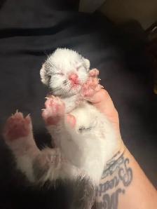 4 kitties will be ready to home in 7 weeks - Photo 4
