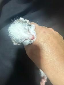 4 kitties will be ready to home in 7 weeks - Photo 6