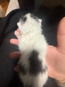 4 kitties will be ready to home in 7 weeks - Photo 7